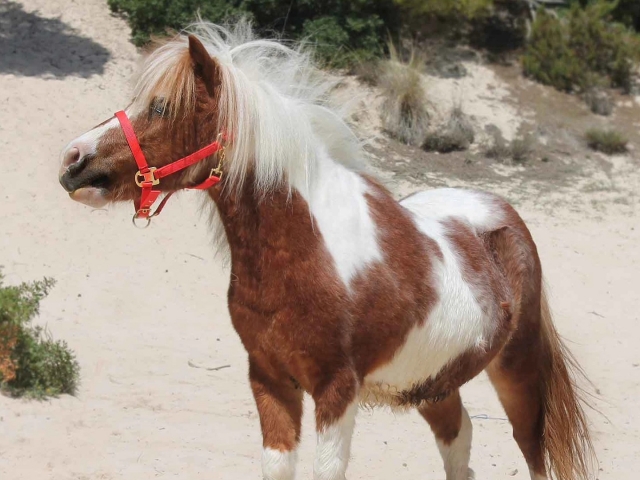 Expérience équestre avec nos poneys pour Majorque 