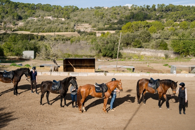  Horses ready for the route 