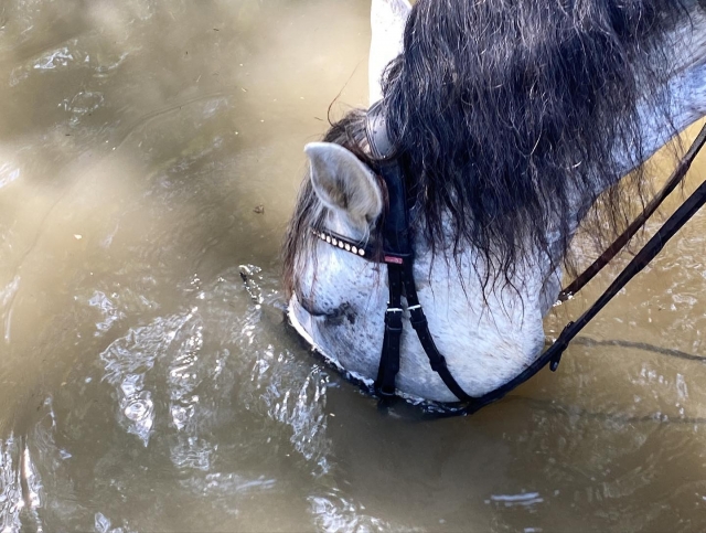  Pla de l´Estany a cavalo