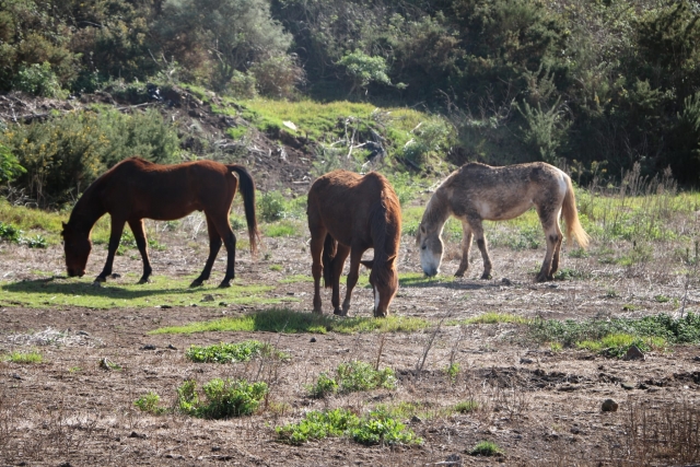 I nostri cavalli in campo 