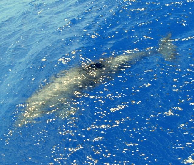  Delfini sott'acqua