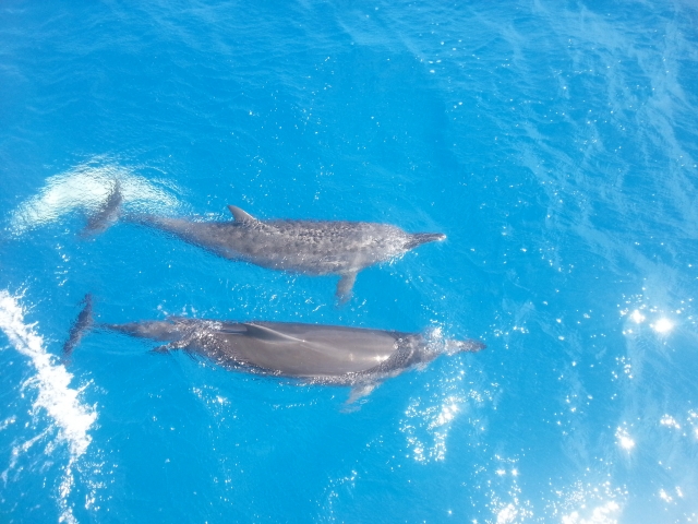  Coppia di delfini che nuotano 