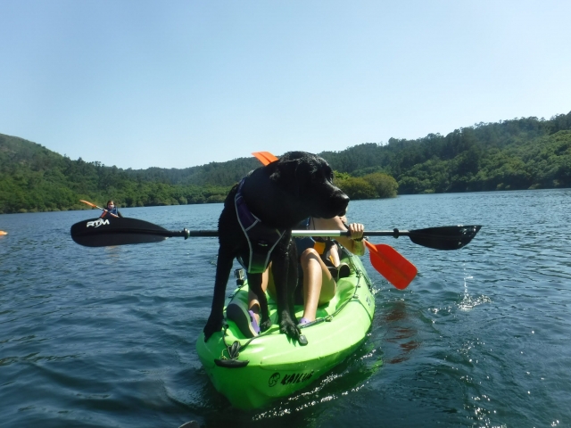 Dogs on board kayak 