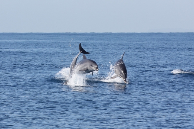  Delfinbeobachtung in der Straße von Gibraltar 