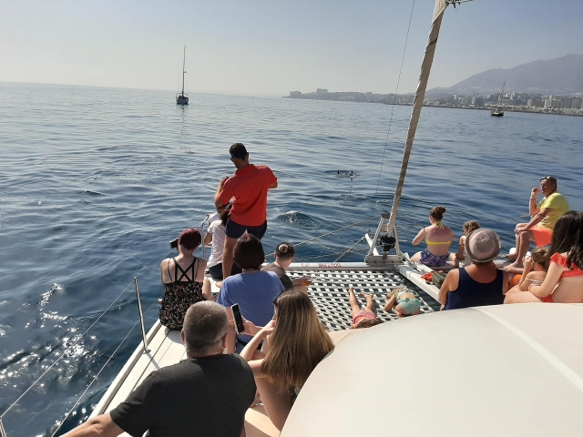  Cetáceos no Mar 