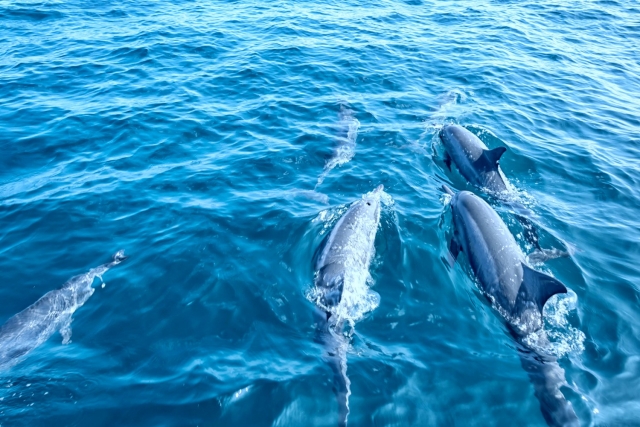  Golfinhos atravessando as águas do Mediterrâneo 