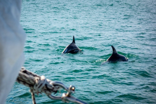 Navegação entre golfinhos perto do Camp de Mar 