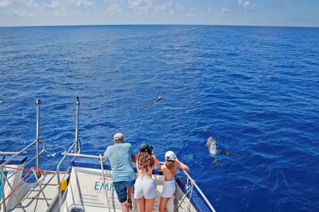  Apreciando os golfinhos em alto mar 
