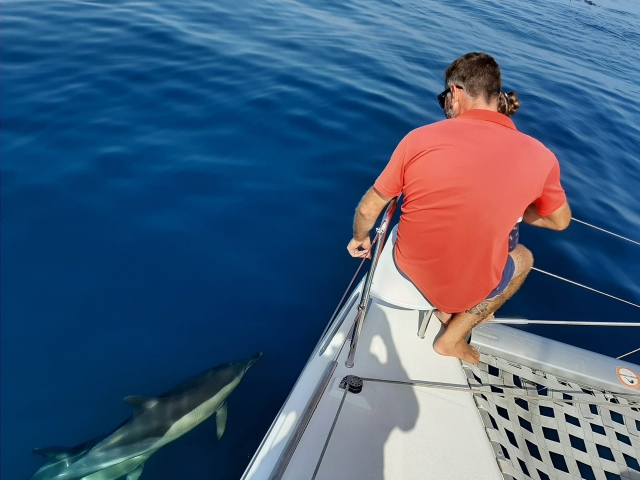  Sailing among cetaceans on the coast of Camp de Mar 
