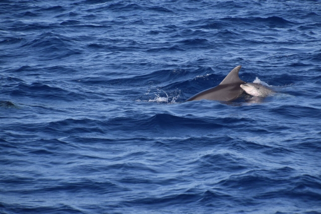  Dolphin family visit 