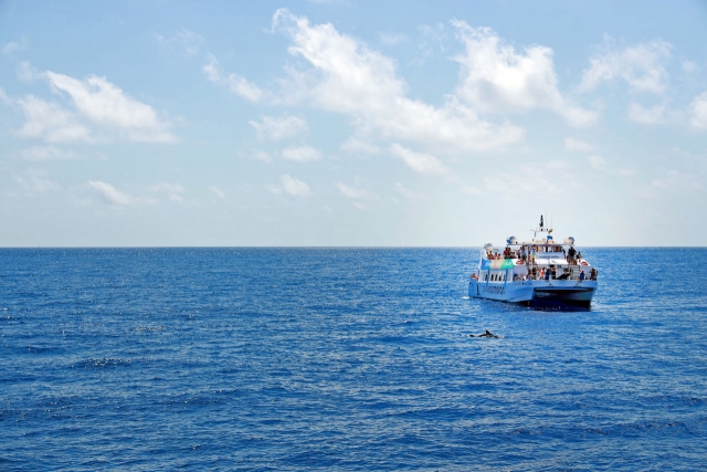  Dolphin watching 