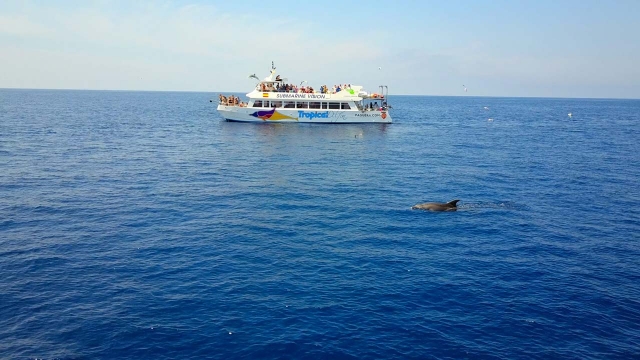 Whale watching 