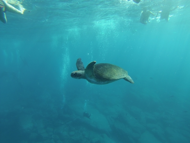 Nadar con tortugas en Tenerife 
