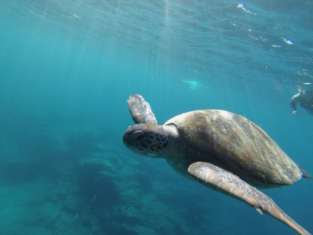 Paseo de kayak y nado con tortugas por Tenerife 