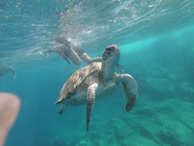 Snorkel en Los Cristianos