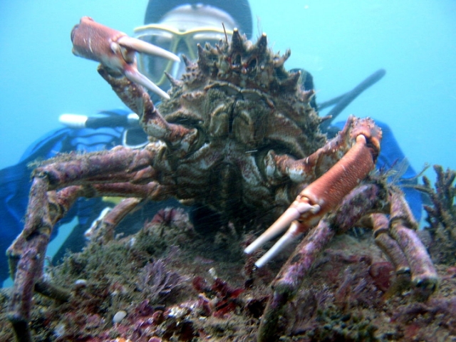  Explorer les fonds marins pendant la plongée
