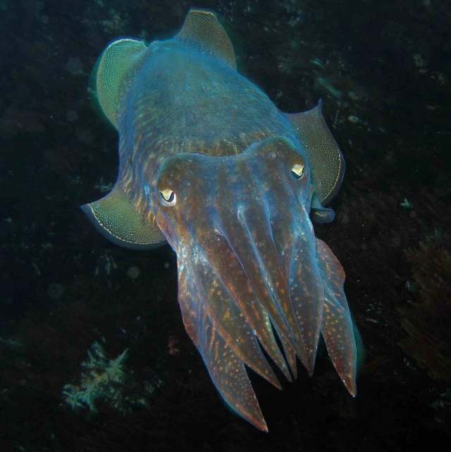  Immersione tra specie sorprendenti 