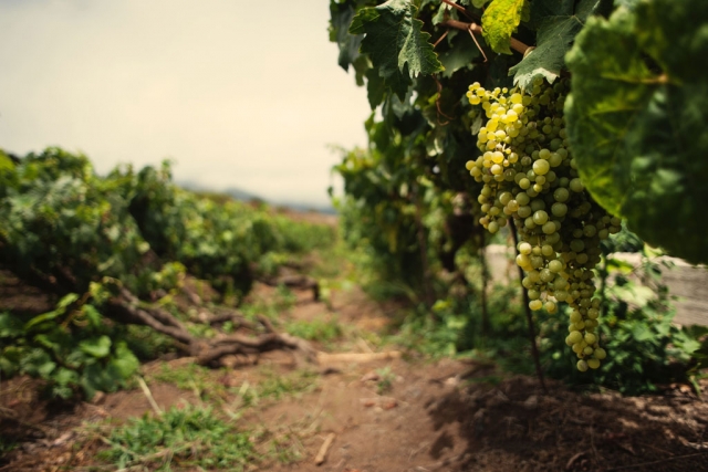  Vigneti durante la visita guidata 