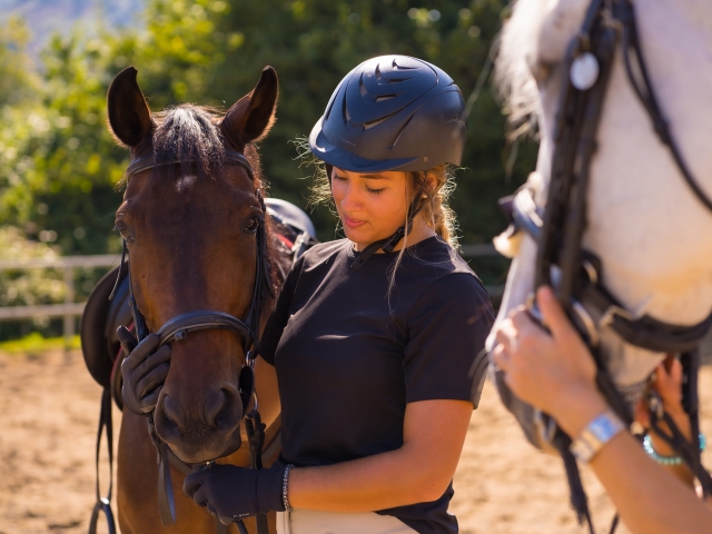  Dorloter les chevaux 
