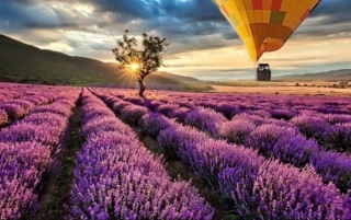 Balloon flight over the lavender fields of Brihuega