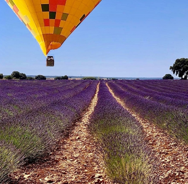  Ballonstart vom Lavendelfeld 