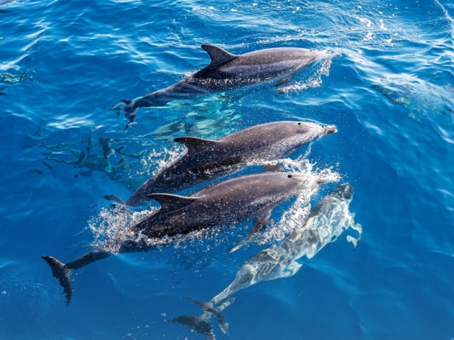 Disfrutando de un avistamiento de cetáceos por la Isla de Lobos