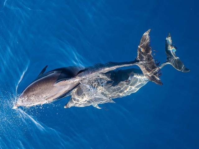 Avistamiento de cetáceos en Corralejo