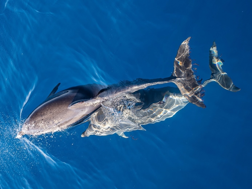 Avistamiento de cetáceos en Corralejo
