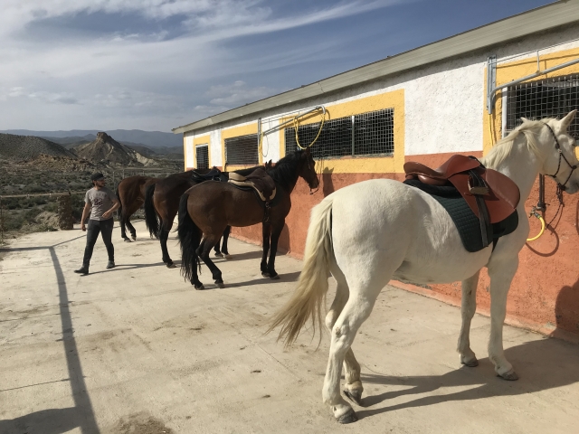 Caballos listos para la ruta por Tabernas