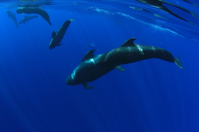 Ballenas en Tenerife