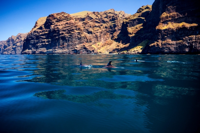 Los Gigantes con delfines