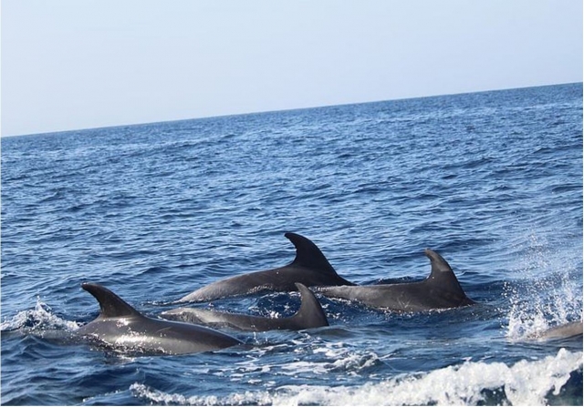 Ruta en barco Tenerife