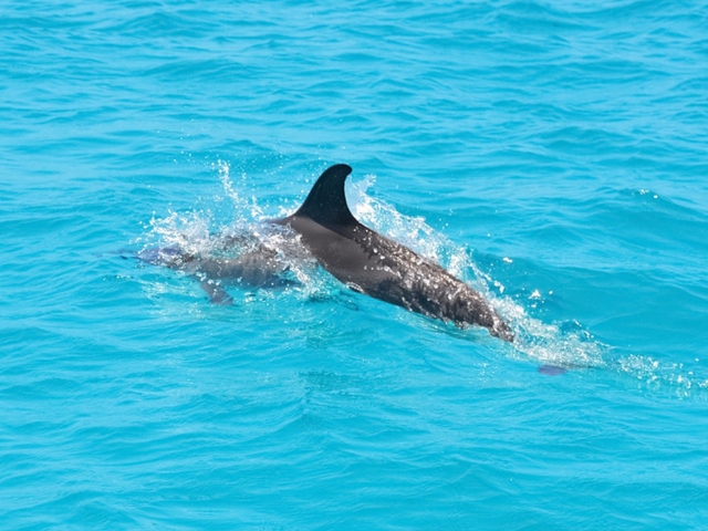 伊比沙岛的avistando dolphins 