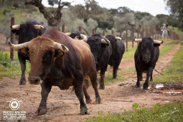 Toros bravos en Sevilla