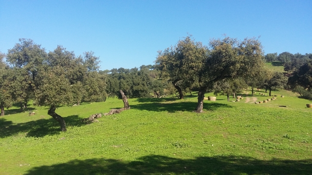 El olivar de Gerena