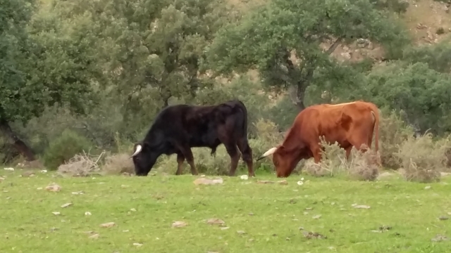 Vacas durante la visita ganadera