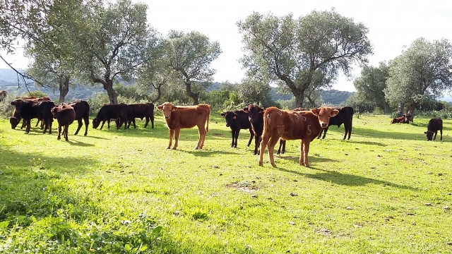 Las vacas y sus terneros