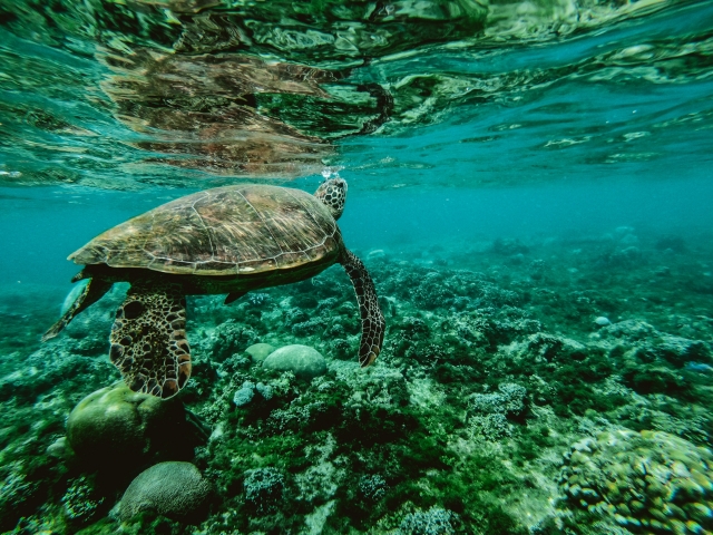  Schildkröte im Unterwasserhintergrund 