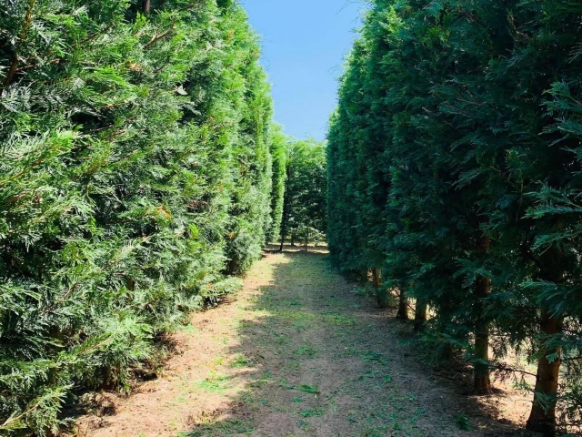 El interior del laberinto 