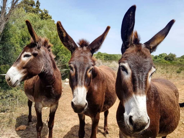  Burros no safari por Menorca 