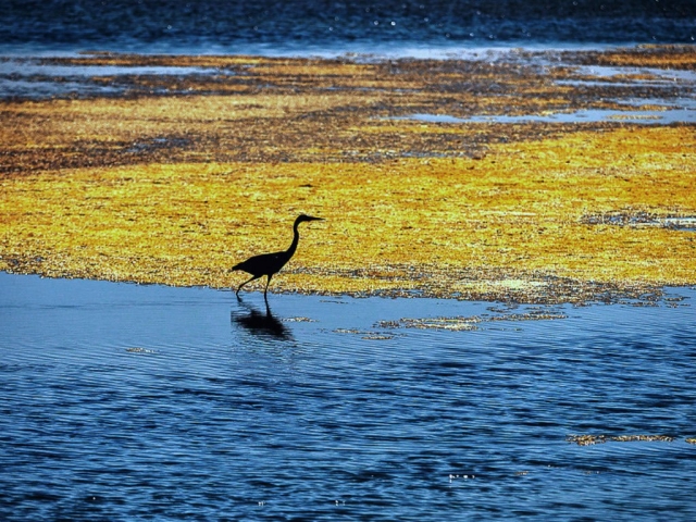  Aves em Deltebre 