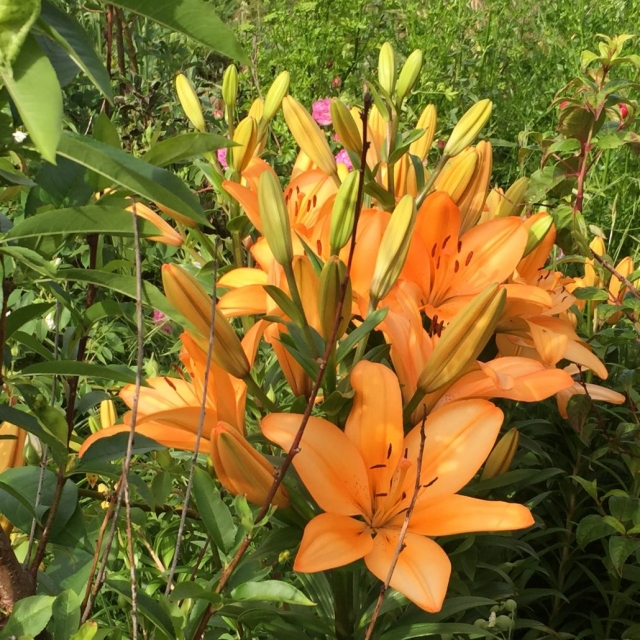  Flores das Ilhas Canárias 