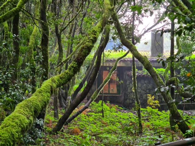  Floresta exuberante 