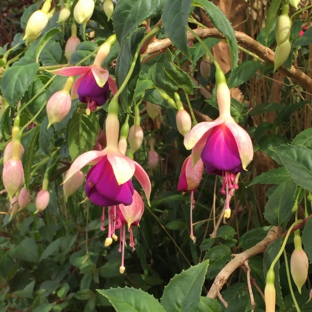  Flora delle Isole Canarie 