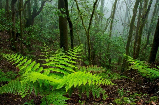  Foresta Laurisilva di La Gomera 