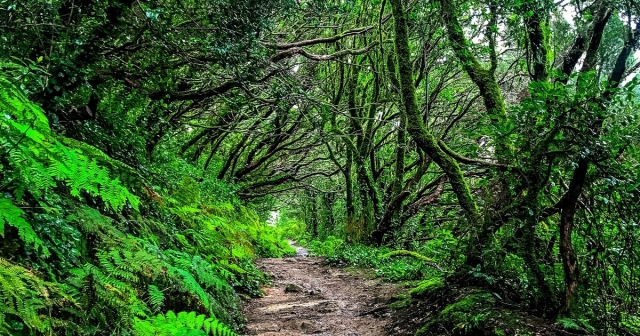  Nature in Tenerife 