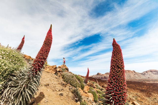 Parque Nacional del Teide tajinastes