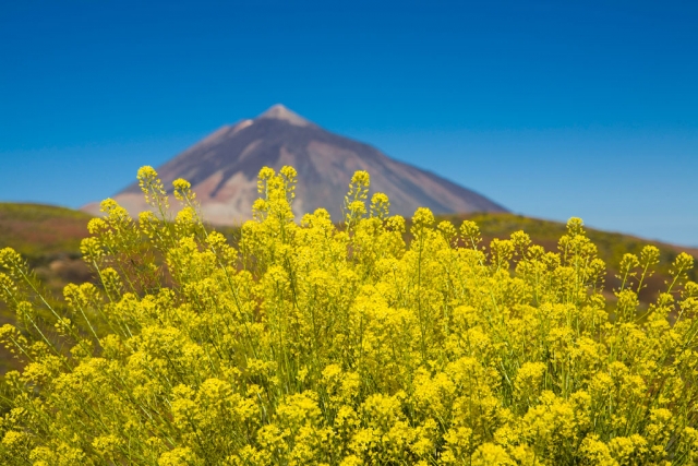 El Teide al medio día 
