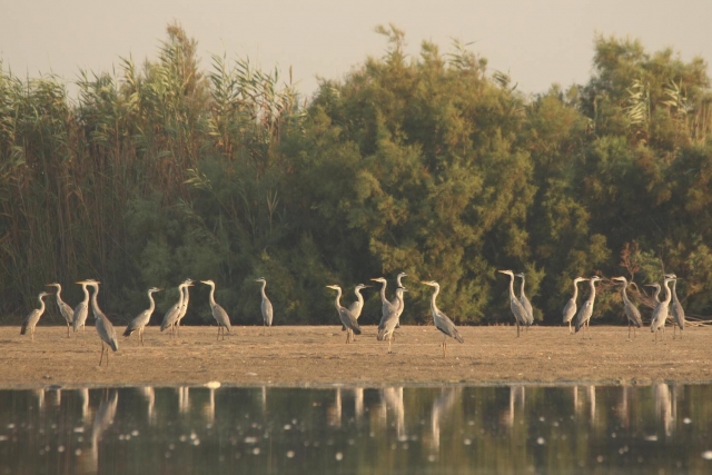  Tiere der Albufera 
