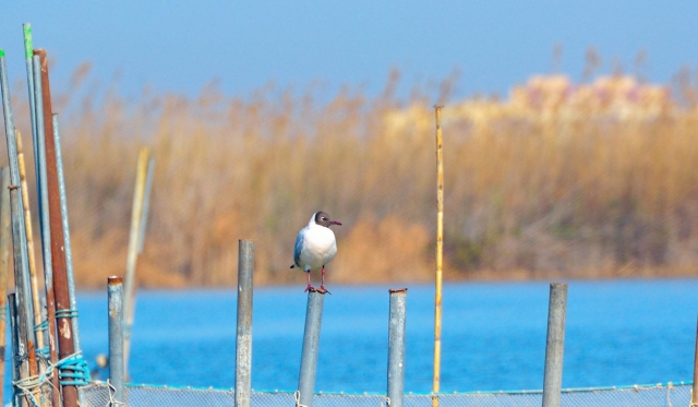  animali della zona 